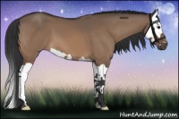 Horse Color:Brown Dun Splash 