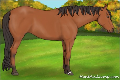 Horse Color:Bay 