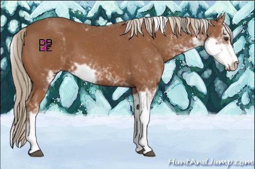 Horse Color:Chestnut Sabino 