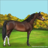 Horse Color:Brown 