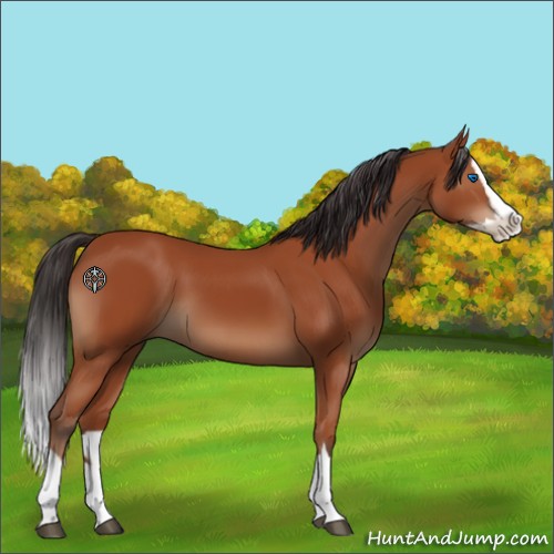 Horse Color:Bay Splash 