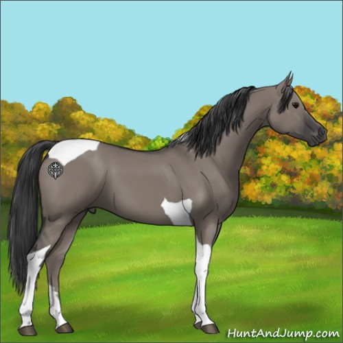 Horse Color:Grullo Tobiano