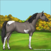 Horse Color:Grullo Tobiano