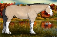 Horse Color:Bay Dun Splash