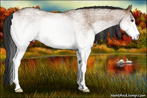 Horse Color:White Spotted Brown Dun Rabicano