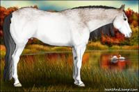 Horse Color:White Spotted Brown Dun Rabicano