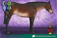 Horse Color:White Spotted Brown Rabicano 
