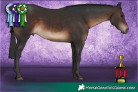 Horse Color:White Spotted Brown Rabicano 