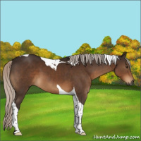 Horse Color:Gray Silver Brown Tobiano