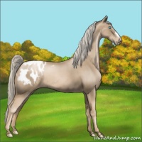 Horse Color:Chocolate Palomino Pearl Appaloosa 