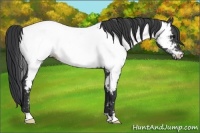 Horse Color:Black Near Fewspot