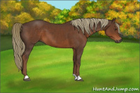 Horse Color:Gray Chestnut Mushroom 
