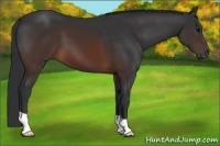 Horse Color:Brown 