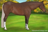 Horse Color:Silver Bay 