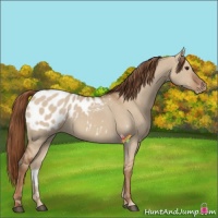 Horse Color:Red Dun Appaloosa 