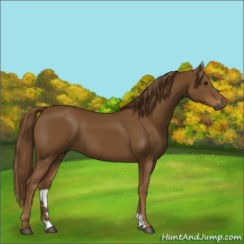 Horse Color:Gray Chestnut 