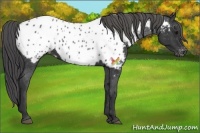 Horse Color:Black Appaloosa 