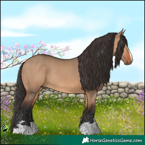 Horse Color:Bay Dun Rabicano 