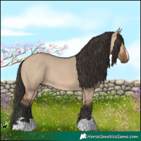 Horse Color:Bay Dun Rabicano 