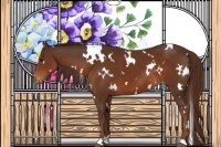Horse Color:White Spotted Liver Chestnut Appaloosa 