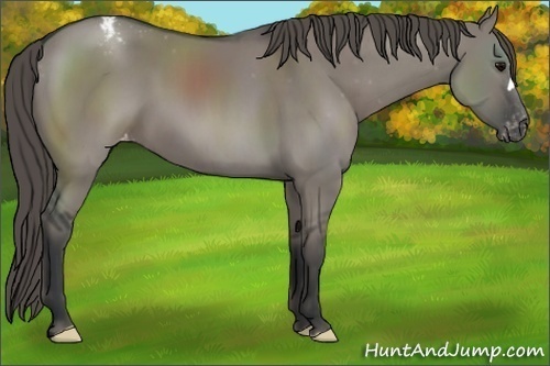 Horse Color:Grullo Appaloosa 