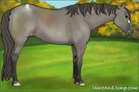 Horse Color:Grullo Appaloosa 