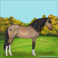 Horse Color:Brown Dun 