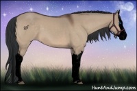 Horse Color:Void Brown Dun Splash