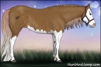Horse Color:Chocolate Palomino Splash 