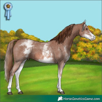 Horse Color:White Spotted Chestnut Sabino 