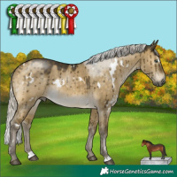 Horse Color:White Spotted Silver Buckskin Dun Mushroom Brindle