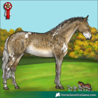 Horse Color:White Spotted Silver Buckskin Dun Mushroom Brindle