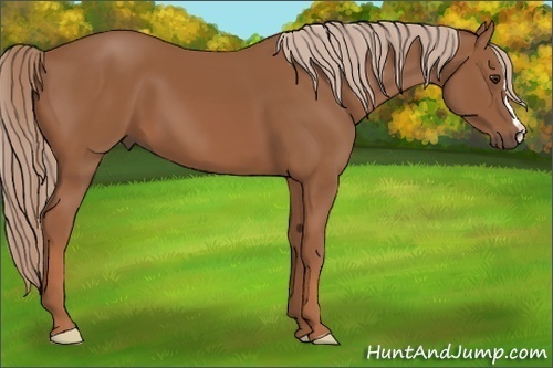 Horse Color:Chestnut 