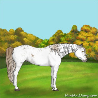 Horse Color:Gray Chocolate Palomino Sabino