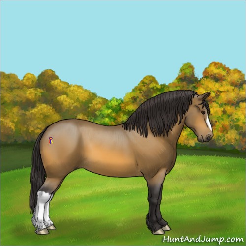 Horse Color:Buckskin 
