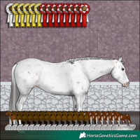 Horse Color:Brown Sabino Rabicano 