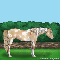 Horse Color:Gray White Spotted Gold Champagne Dun Mushroom 