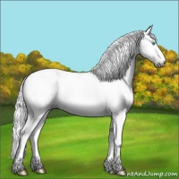 Horse Color:Gray White Spotted Silver Sable Cream Champagne Pearl Dun Appaloosa 