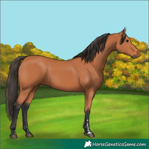 Horse Color:Bay 