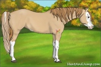 Horse Color:Red Dun Splash 