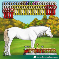 Horse Color:Buckskin Appaloosa