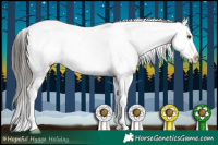 Horse Color:Liver Chestnut Appaloosa