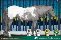 Horse Color:Liver Chestnut Appaloosa