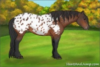 Horse Color:Bay Appaloosa