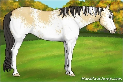 Horse Color:White Spotted Buckskin Dun 
