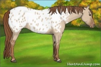 Horse Color:Red Dun Appaloosa 