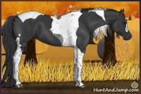 Horse Color:Black Tobiano 