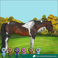 Horse Color:Brown Tobiano