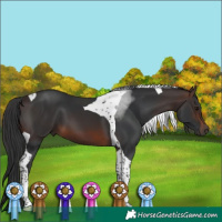 Horse Color:Brown Tobiano 