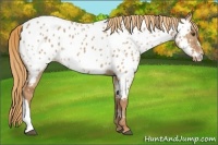 Horse Color:Red Dun Near Leopard 